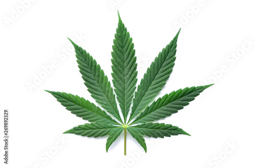 Cuadros en Lienzo Green cannabis leaves isolated on white background