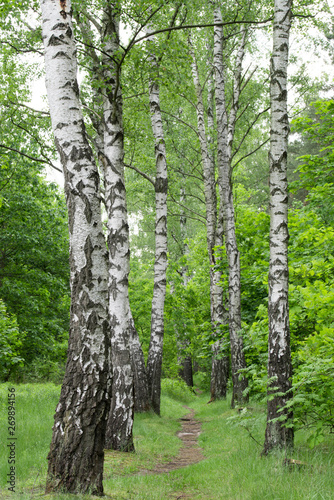 Dekoracja na wymiar  chodnik-w-brzozowym-lesie