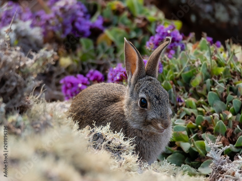 うさぎ アドビストックのデザイン かべいろ Com おしゃれ壁紙リフォーム貼り替え インクジェット壁紙のかべいろ Com
