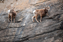 Herd Of Mountain Goats On A Cliff