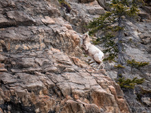 Mountain Goat Climbing A Rocky Cliff