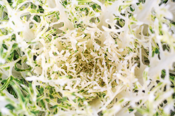  OOleracea Flowering Cabbage Brassica Peacock White. Ornamental kale.