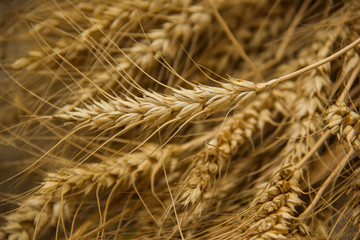 Ears Of Ripe Barley Growing On A Farm Field.