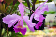 Fragrant tender Cattleya flowers on the blurred background