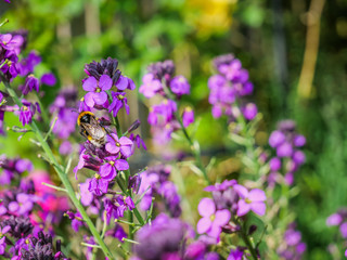 Bumblebee on a purple flower 