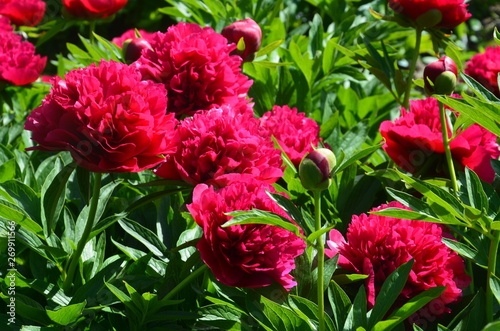 paeonia-officinalis-l-rote-gartenpfingstrosen-uppig-bluhend