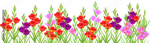 Cuadros en Lienzo Summer flower border with colorful blooming gladioli isolated on white backgroun