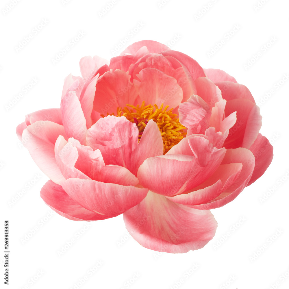 beautiful pink peony flower isolated on white background - obrazy, fototapety, plakaty 