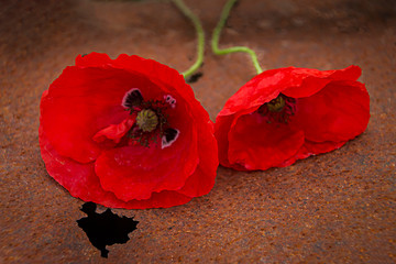 Amapolas sobre una superficie oxidada