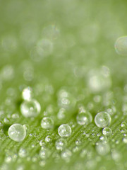 Poster - Frozen water drops on leaf