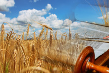 Symbols Of Jewish Holiday Shavuot Torah And Wheat Field