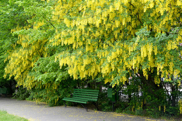 Wall Mural - Plentiful blossoming of a bean tree (Laburnum anagyroides Medik.)