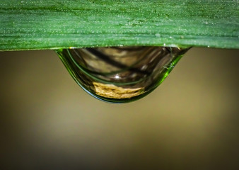 Poster - Rain water drop on leaf of grass