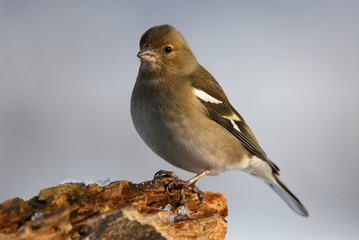 Wall Mural - Female common chaffinch (Fringilla coelebs)