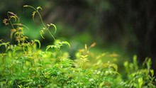 Shallow Depth Of Field Photo - Only Few Leaves In Focus - Morning Dew On Bright Green Foliage, Blurred Background, Most Plants Are Endemic In Madagascar. Abstract African Jungle Background.