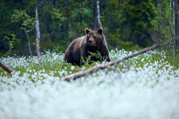 Wall Mural - brown bear (ursus arctos) walks among the cotton grass.