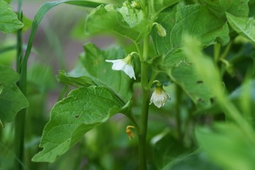 Poster - Winter cherry flowers (Physails alkekengi)