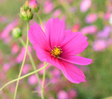 Fototapeta Kosmos - bee on flower