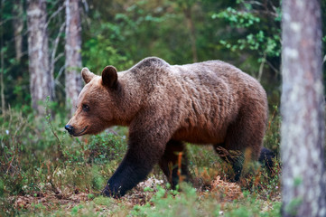 Canvas Print - Brown Bear (Ursus arctos) photographed in the finnish taiga.