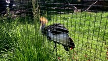 African Grey Crowned Crane Struts Through The Abilene, Texas Zoo,  This Colorful And Magical Bird Has A Big Personality And Pompous Strut.