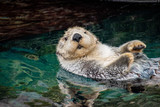 Fototapeta Zwierzęta - sea ​​otter, Lisboa, March 2019