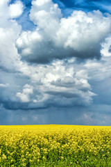 Poster - Spring flower field and blue sky