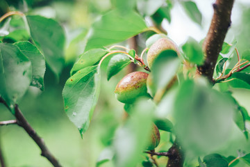 Poster - Close up green apricot on a tree.