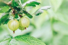 Close Up Of Gooseberries On A Gooseberry Bush, On A Farm.