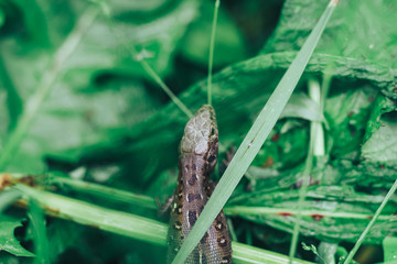 Poster - Small lizard on a grass background.