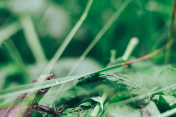 Poster - Small lizard on a grass background.