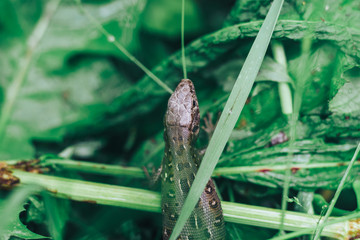 Poster - Small lizard on a grass background.