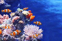 Sea Corals And Clown Fish