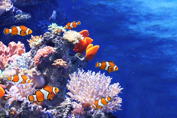 Wall Mural - Sea corals and clown fish