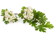 Small Branch Of The Flowering Hawthorn On White Background