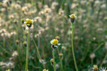 Poster - Coat buttons or Mexican daisy flower