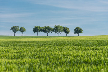 Green field with agriculture meadow and blue sky. Panoramic view to grass on the hill on sunny spring day