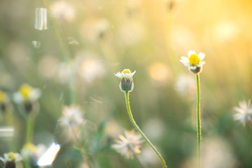 Poster - Coat buttons or Mexican daisy flower