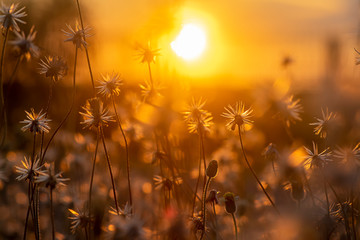 Poster - Coat buttons or Mexican daisy flower