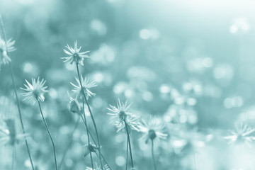 Poster - Coat buttons or Mexican daisy flower