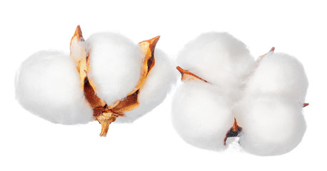 Cotton flowers on white background