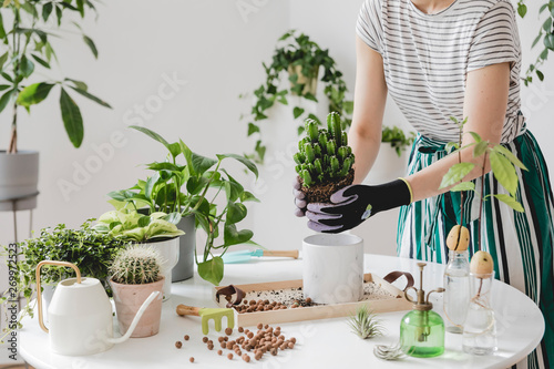 Fototapeta Woman gardeners  transplanting plant in ceramic pots on the white wooden table