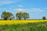 Fototapeta Niebo - pole rzepaku, piękny krajobraz