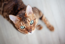 Beautiful Red Bengal Cat With Bright Green Eyes, Sitting On The Floor, Shot From Above