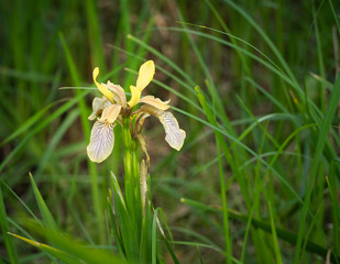 Stinking Iris flower - Iris foetidissima.