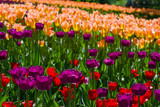 Fototapeta Tulipany - glade with large bright multicolored tulips lit by the sun.