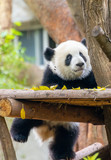 Fototapeta  -  A cute little panda is climbing a tree trunk