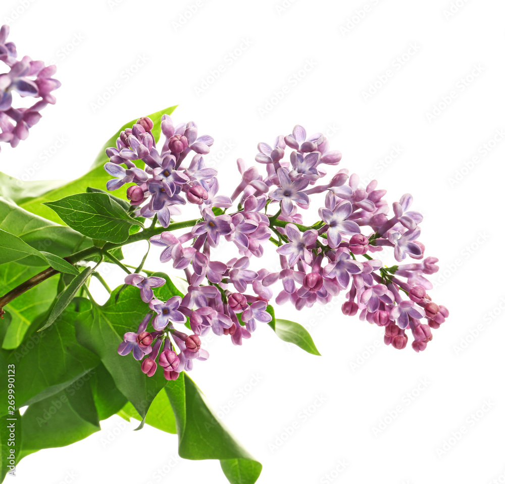 Beautiful lilac flowers on white background