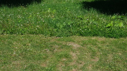 meadow with mowed and uncut grass