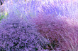  pink-purple flowers /fuzzy background 