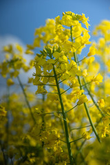 Wall Mural - Magical fields of rape in May, cultivation - rapeseed, rapeseed oil, Poland